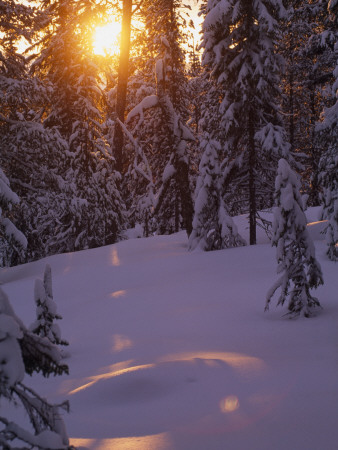 A Sunny Winter Day In A Forest In Lapland, Sweden by Kalervo Ojutkangas Pricing Limited Edition Print image