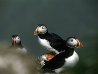 Three Puffins, Iceland by Larus Karl Ingasson Pricing Limited Edition Print image