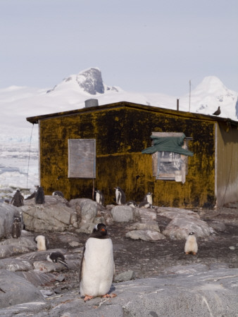 Old Shack And Gentoo, Peterman Island, Antarctica by Natalie Tepper Pricing Limited Edition Print image