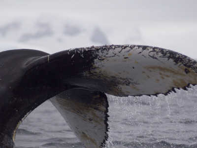 Humpback Whale, Wilhemina Bay, Antarctica by Natalie Tepper Pricing Limited Edition Print image