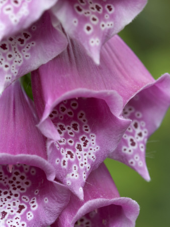 Flower Details - Digitalis-Foxglove by Richard Bryant Pricing Limited Edition Print image