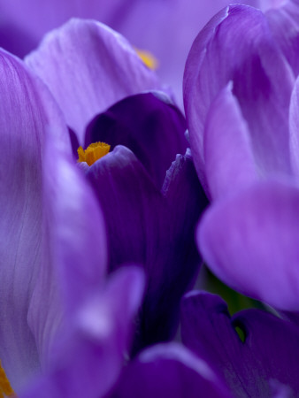 Flower Details - Crocus by Richard Bryant Pricing Limited Edition Print image