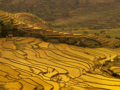 Farmers Plant Rice, Luchun, Yunnan, China by Charles Crust Pricing Limited Edition Print image