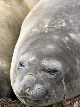 Southern Elephant Seals, Antarctica by Michael Defreitas Pricing Limited Edition Print image