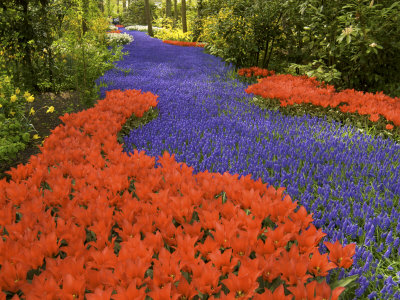 Carpet Of Purple Hyacinth, Keukenhof Gardens In Spring, Lisse, Holland by Jim Engelbrecht Pricing Limited Edition Print image