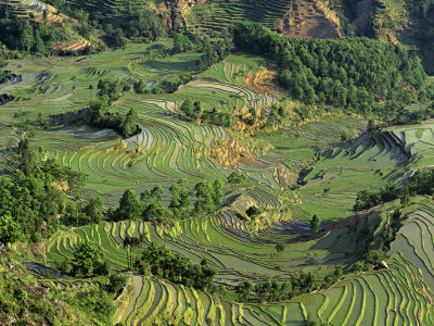 Pattern Of Green Rice, Laohu Zui, Yuanyang, Yunnan, China by Charles Crust Pricing Limited Edition Print image
