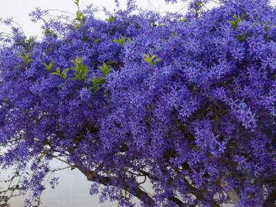 Plumbago Shrub, Paul Kruger's House, Pretoria, Gauteng, South Africa by Lisa S. Engelbrecht Pricing Limited Edition Print image