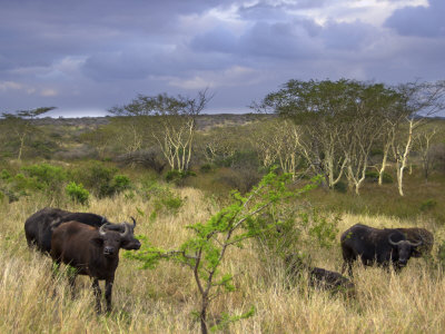 Cape Buffalo, Zulu Nyala Game Reserve, Hluhluwe, Kwazulu Natal, South Africa by Lisa S. Engelbrecht Pricing Limited Edition Print image