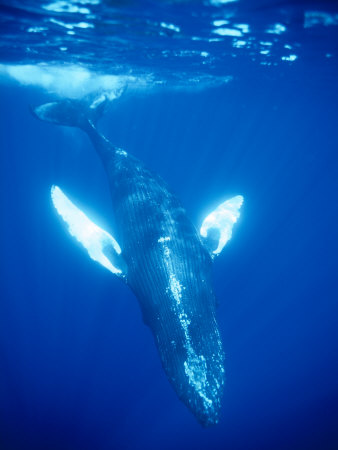 Humpback Whale, Kohala Coast, Big Island, Hawaii, Usa by Jon Cornforth Pricing Limited Edition Print image