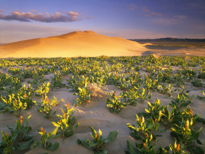 Sand Dunes At Sunrise, White Bluffs Wilderness, Washington, Usa by Jon Cornforth Pricing Limited Edition Print image