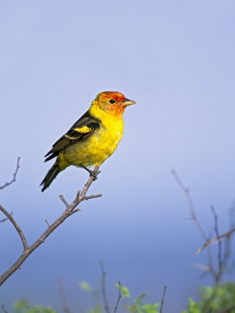 Western Tanager, South Texas, Usa by Larry Ditto Pricing Limited Edition Print image