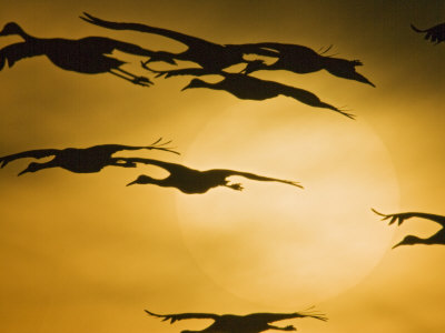 Sandhill Cranes, Bosque Del Apache National Wildlife Refuge, Socorro, New Mexico, Usa by Larry Ditto Pricing Limited Edition Print image