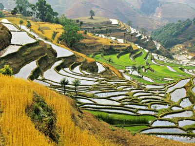 Rice Terraces, Yuxi Prefecture, Yuanjiang, Yunnan, China by Charles Crust Pricing Limited Edition Print image