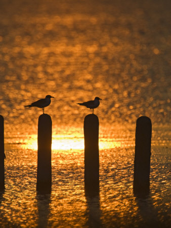 Sunset On The Laguna Madre, Texas, Usa by Larry Ditto Pricing Limited Edition Print image