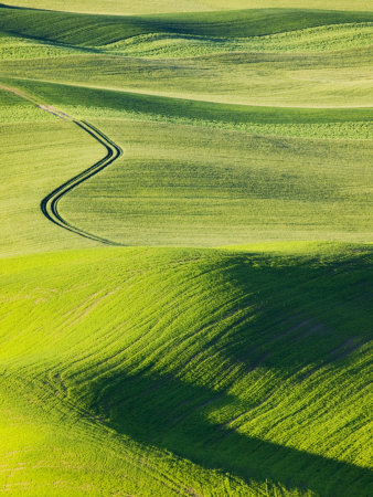 Fresh Gresh Wheat Fields Of Palouse Country, Washington State, Usa by Terry Eggers Pricing Limited Edition Print image