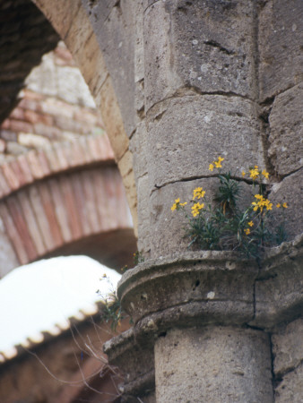 Wildflowers In San Galgano, Italy by Eloise Patrick Pricing Limited Edition Print image