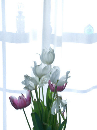 Tulipanes In White by Eloise Patrick Pricing Limited Edition Print image