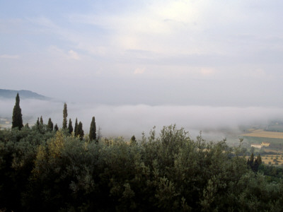 Cortona Morning With Cypress by Eloise Patrick Pricing Limited Edition Print image