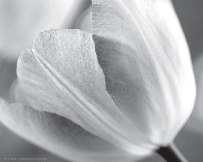 Tulip I by Dennis Frates Pricing Limited Edition Print image