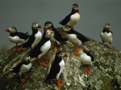 An Atlantic Puffin Flock Perches On A Rock by Frans Lanting Pricing Limited Edition Print image