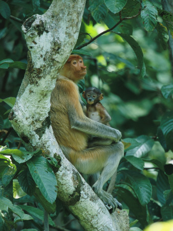 A Proboscis Monkey And Her Four-Week-Old Baby At Rest In A Tree by Tim Laman Pricing Limited Edition Print image