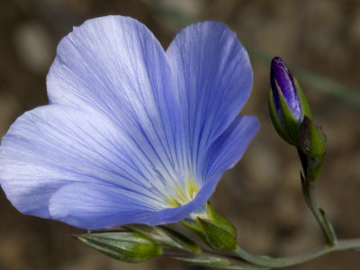 Purple Flower And Bud Of Linum Narbonense, Or Narbonne Flax by Stephen Sharnoff Pricing Limited Edition Print image