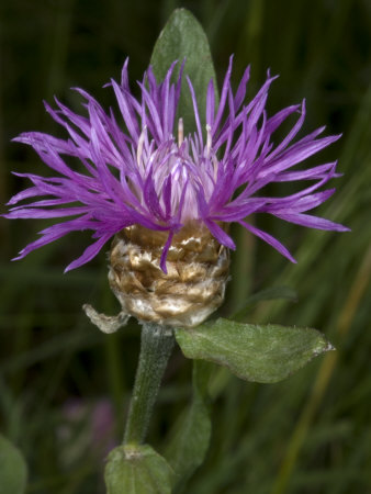 Centaurea Pullata, Called In French, Centaure Borde De Noir by Stephen Sharnoff Pricing Limited Edition Print image