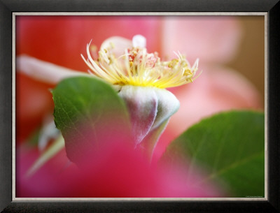 Flower Bud by Nicole Katano Pricing Limited Edition Print image