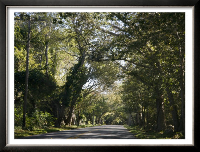 Forest Road by Nicole Katano Pricing Limited Edition Print image
