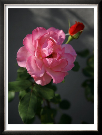 Strawberry Rose by Nicole Katano Pricing Limited Edition Print image