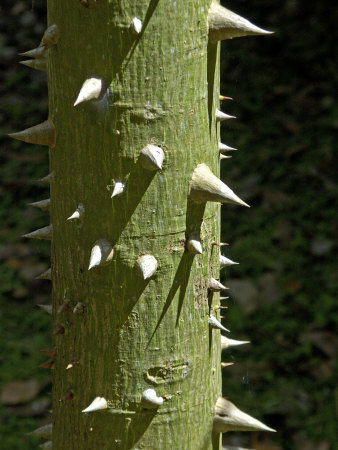 Close View Of The Thorny Trunk Of A Kapok Tree by Stephen Sharnoff Pricing Limited Edition Print image