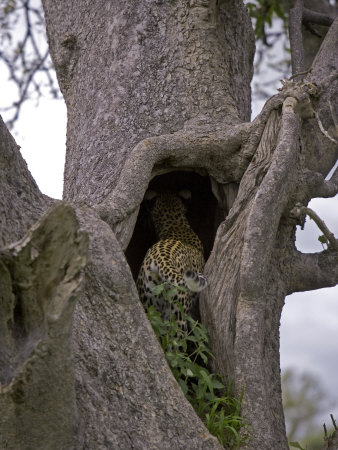 Leopard Exploring A Cavity In A Tree Trunk by Beverly Joubert Pricing Limited Edition Print image