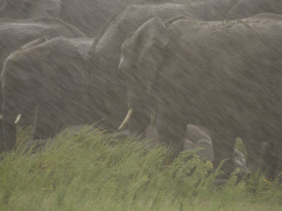 Herd Of African Elephants In A Rain Storm by Beverly Joubert Pricing Limited Edition Print image