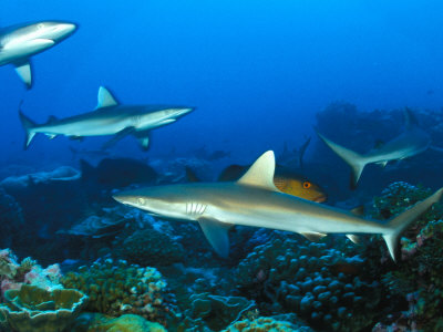 Gray Reef Sharks Swim Above A Bed Of Coral by Nick Norman Pricing Limited Edition Print image