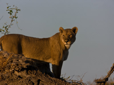 African Lioness, Panthera Leo, Atop A High Vantage Point by Beverly Joubert Pricing Limited Edition Print image