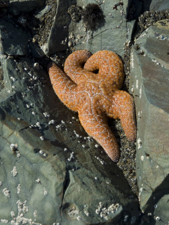 Orange Starfish Nestled Among Tidal Rocks On The California Coast by Stephen Sharnoff Pricing Limited Edition Print image