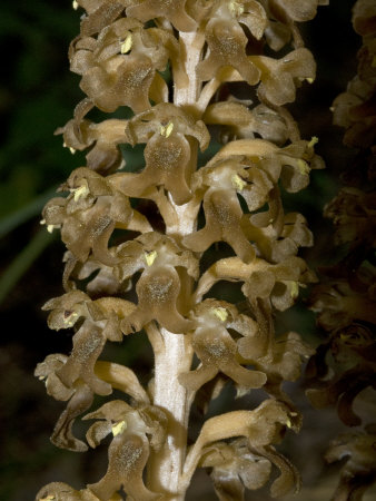 Neottia Nidus-Avis, La N?©Otttie Nid D'oiseau, Or Bird's-Nest Orchid by Stephen Sharnoff Pricing Limited Edition Print image