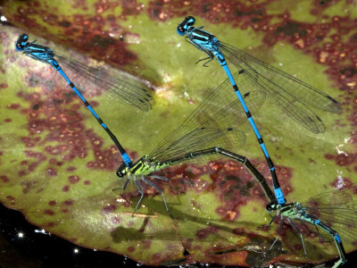 Close-Up Of Two Pairs Of Mating Damselflies On A Lily Pond Leaf by Stephen Sharnoff Pricing Limited Edition Print image