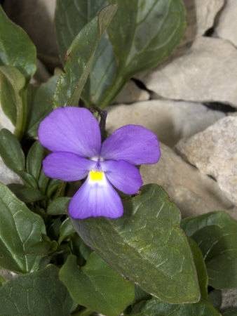 Viola Calcarata, Or Long-Spurred Pansy, In A Subalpine Setting by Stephen Sharnoff Pricing Limited Edition Print image