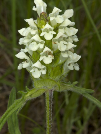 Flowers Of Prunella Laciniata, Or Cut-Leaved Self-Heal by Stephen Sharnoff Pricing Limited Edition Print image