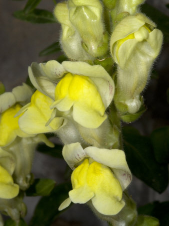 Antirrhinum Latifolium, The Large Snapdragon by Stephen Sharnoff Pricing Limited Edition Print image