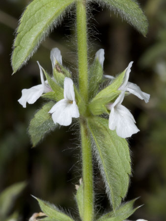 Sideritis Romana, La Crapaudine Romaine, Or Simplebeak Ironwort by Stephen Sharnoff Pricing Limited Edition Print image