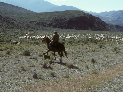 Sheepherder On Horseback With His Dog, Herds Sheep On Open Range by Stephen Sharnoff Pricing Limited Edition Print image