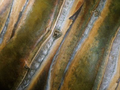 Close-Up Of The Colorful Trunk Of A Pandamus Tree by Stephen Sharnoff Pricing Limited Edition Print image