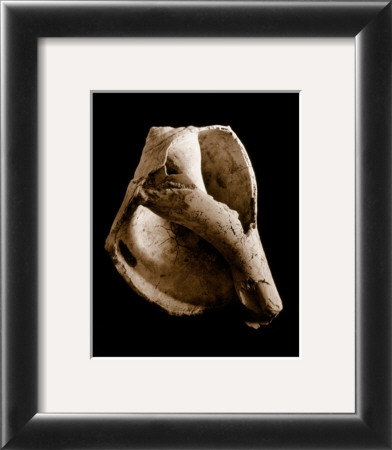 Whelk by Sondra Wampler Pricing Limited Edition Print image