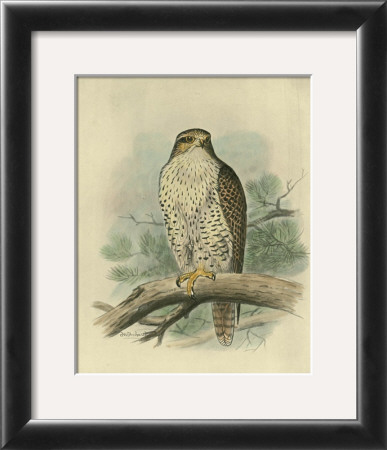 Iceland Falcon by F.W. Frohawk Pricing Limited Edition Print image