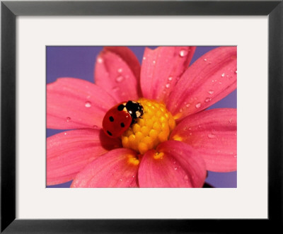 Ladybird by Ratier Pricing Limited Edition Print image