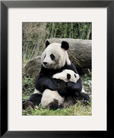 Giant Panda, Mother And Baby by Eric Baccega Pricing Limited Edition Print image