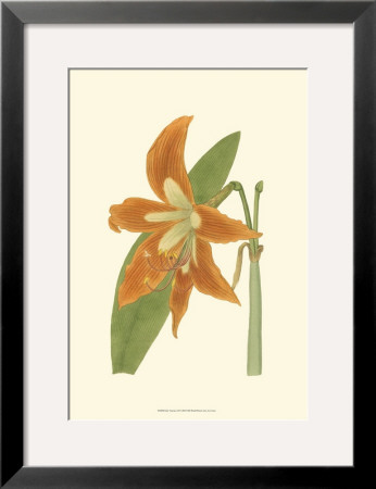 Lily Varieties Ii by Samuel Curtis Pricing Limited Edition Print image