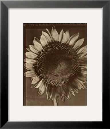 Sunflower by Tom Baril Pricing Limited Edition Print image